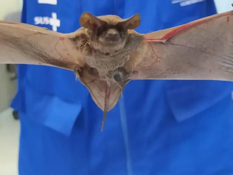 Homem de 50 anos é diagnosticado com raiva humana transmitida por morcego no Tocantins 