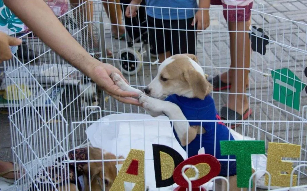 Aleto realiza 3ª Feira de Adoção com serviços gratuitos e ações de conscientização